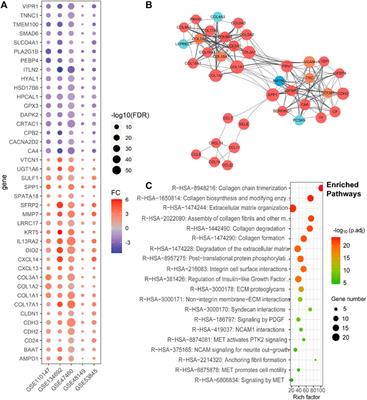 Machine learning identified MDK score has prognostic value for idiopathic pulmonary fibrosis based on integrated bulk and single cell expression data